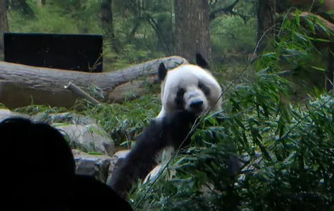 PANDA